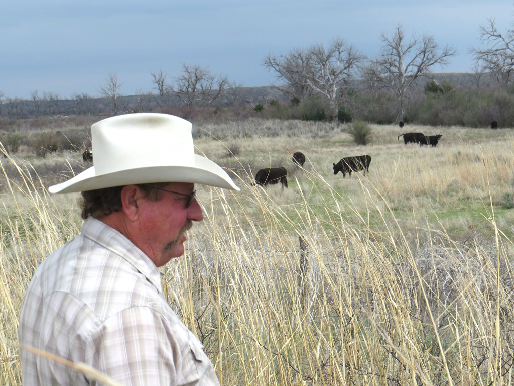 man in large field looking at cattle grazing