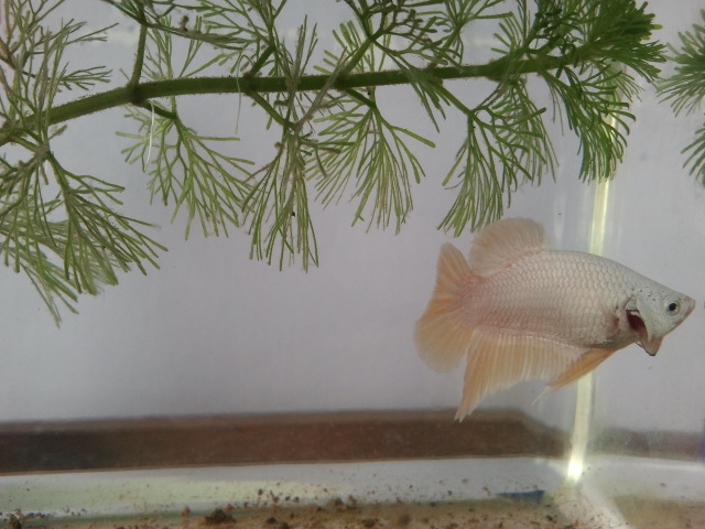 an aquarium with a small white fish and some trees