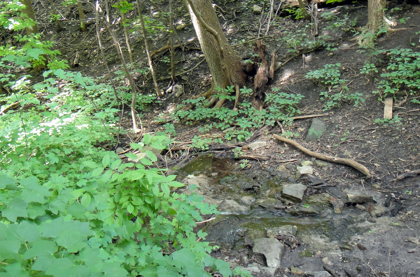 trees and rocks on a hillside near water