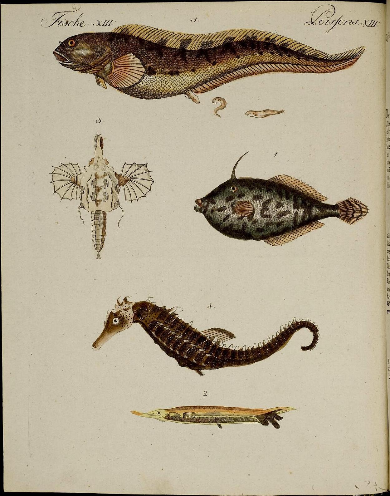 a collection of various sea creatures including a sea horse and a turtle