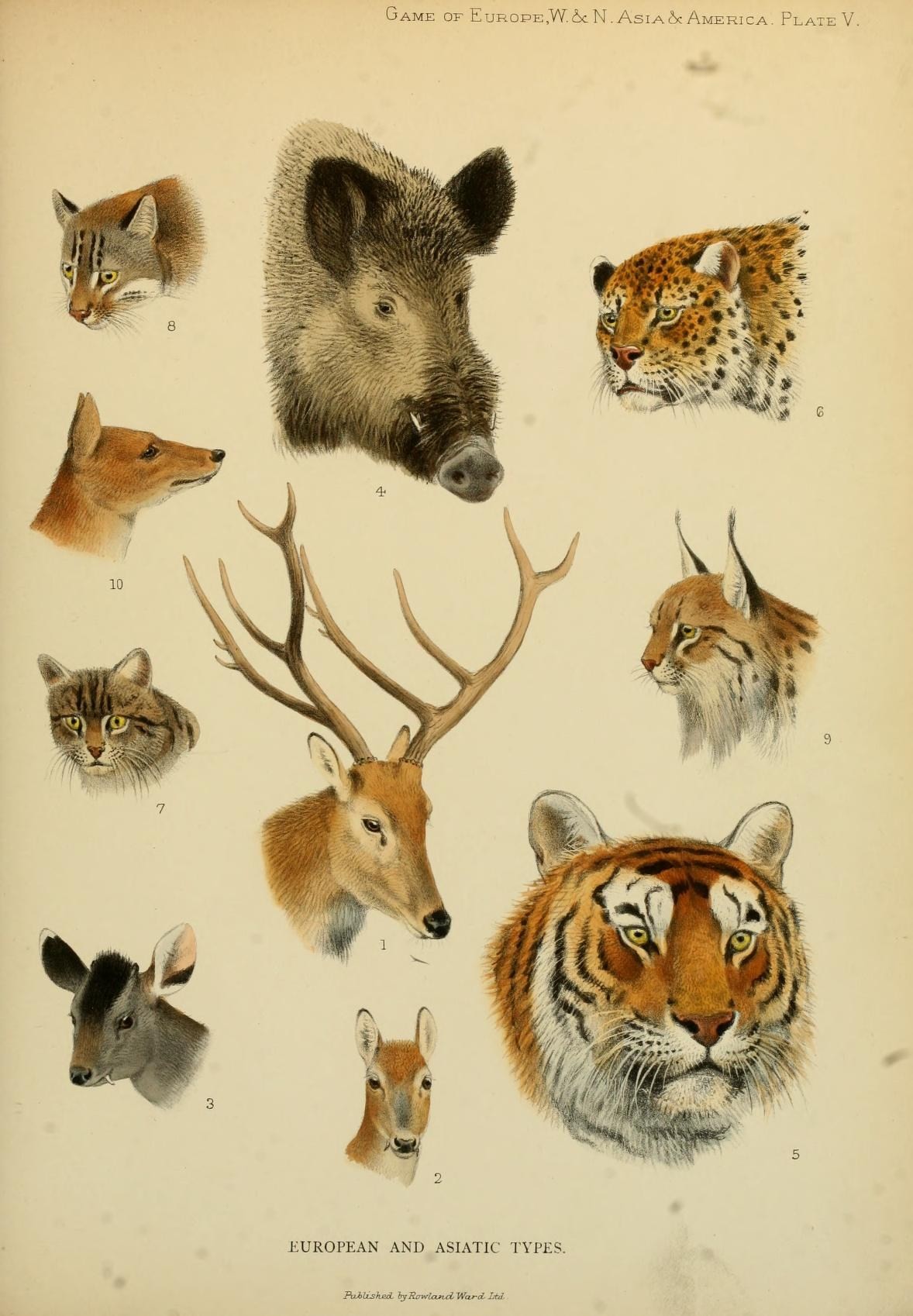various types of wild animals are depicted in a drawing