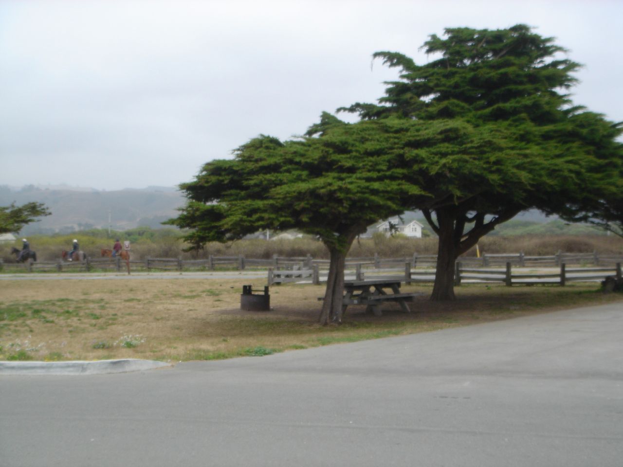 a horse grazing on grass near a park with picnic benches