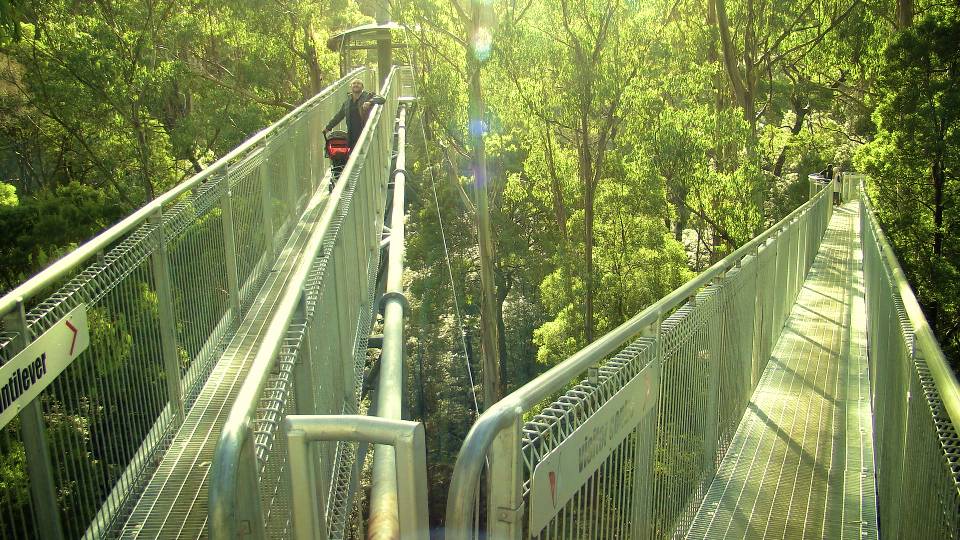 a person on a roller coaster ride surrounded by trees