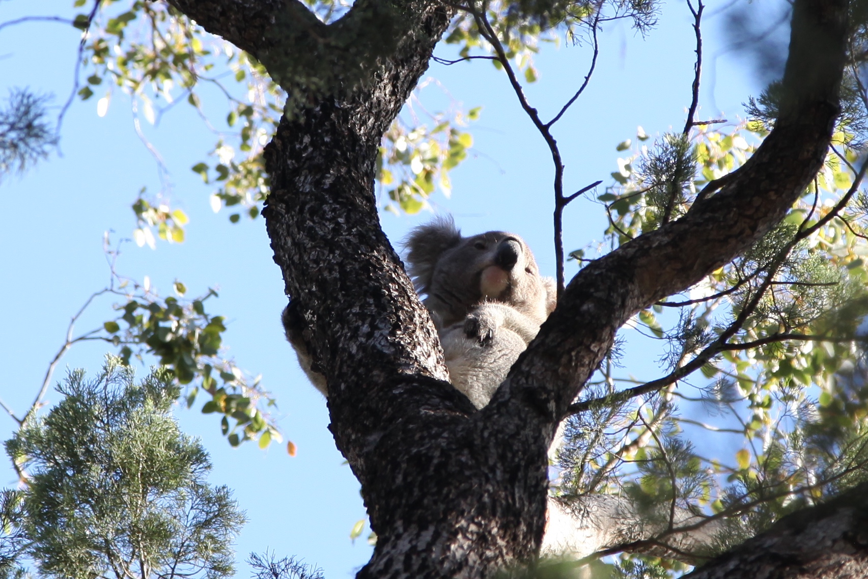 a koala is sitting in the middle of a tree looking at camera