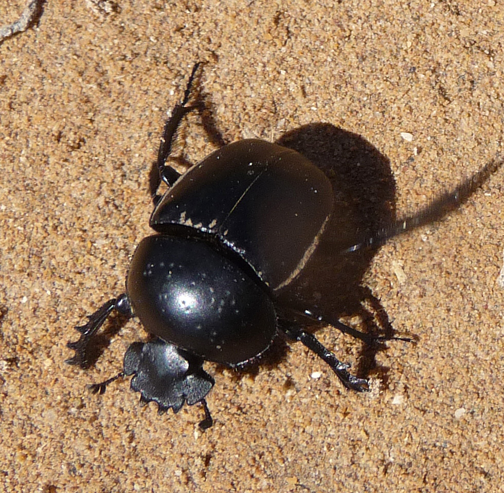 this is a black beetle laying on the ground