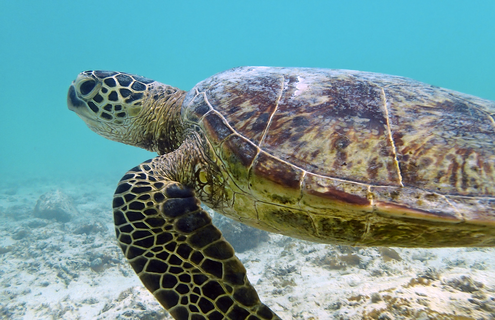 a turtle swimming across the sea and looking for food