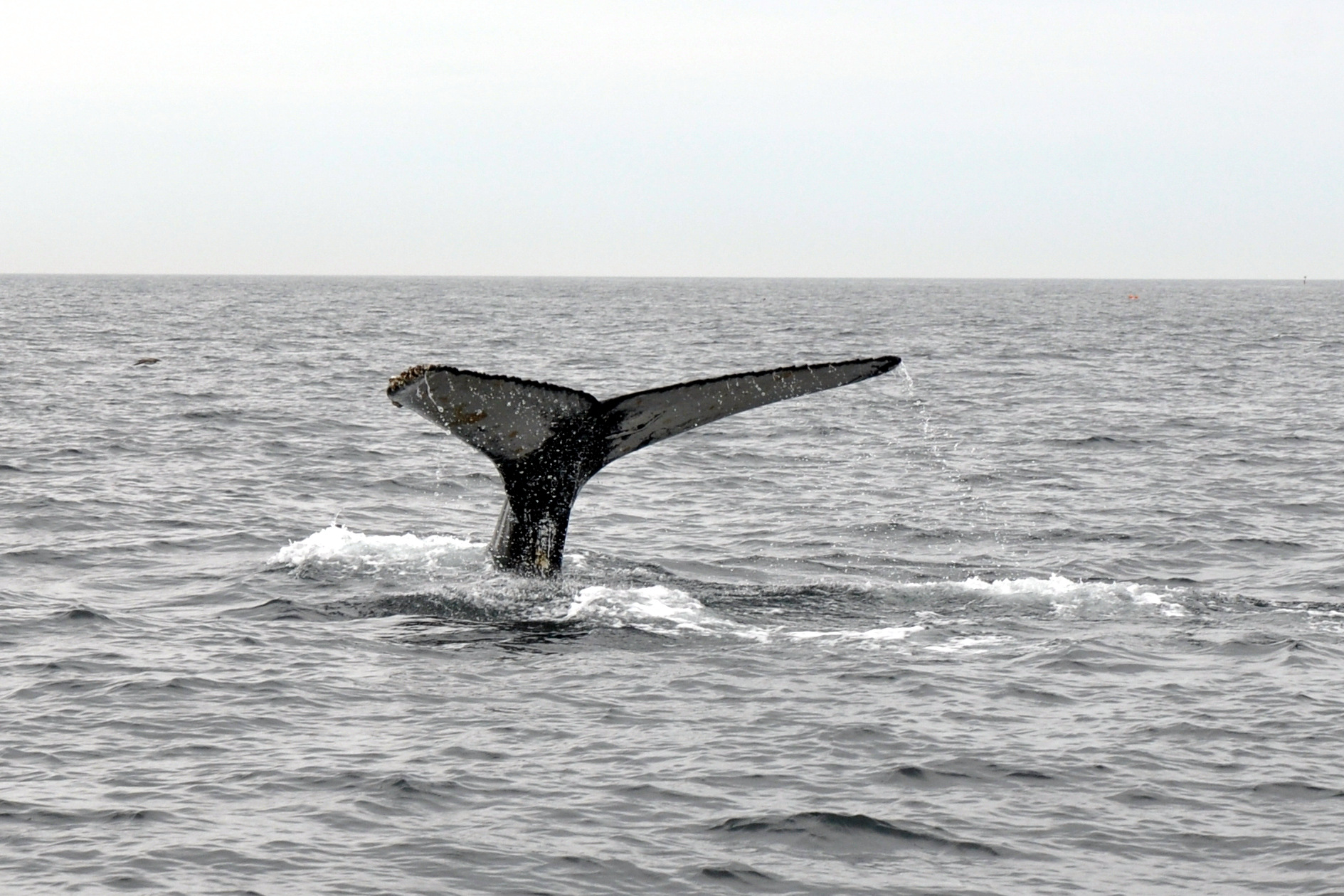 a tail fin dives into the ocean as it pokes its head out