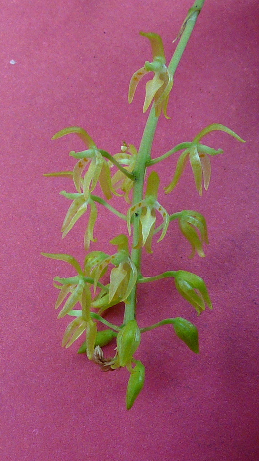 a single stem of the plant, with tiny buds on each end