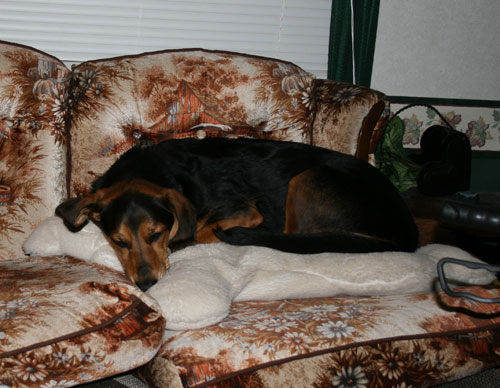 a black brown and white dog on couch with his head in the pillow