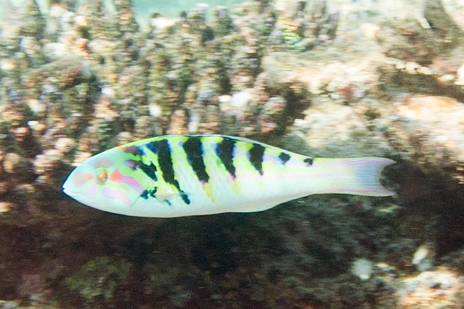 a fish is swimming over a coral reef
