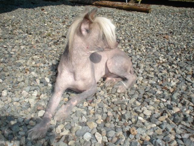 this is a hairless horse that has been groomed