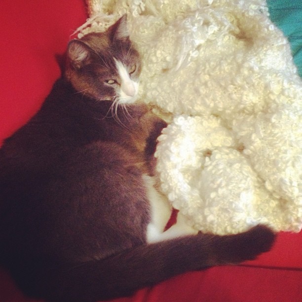 the cat is playing with a large stuffed sheep