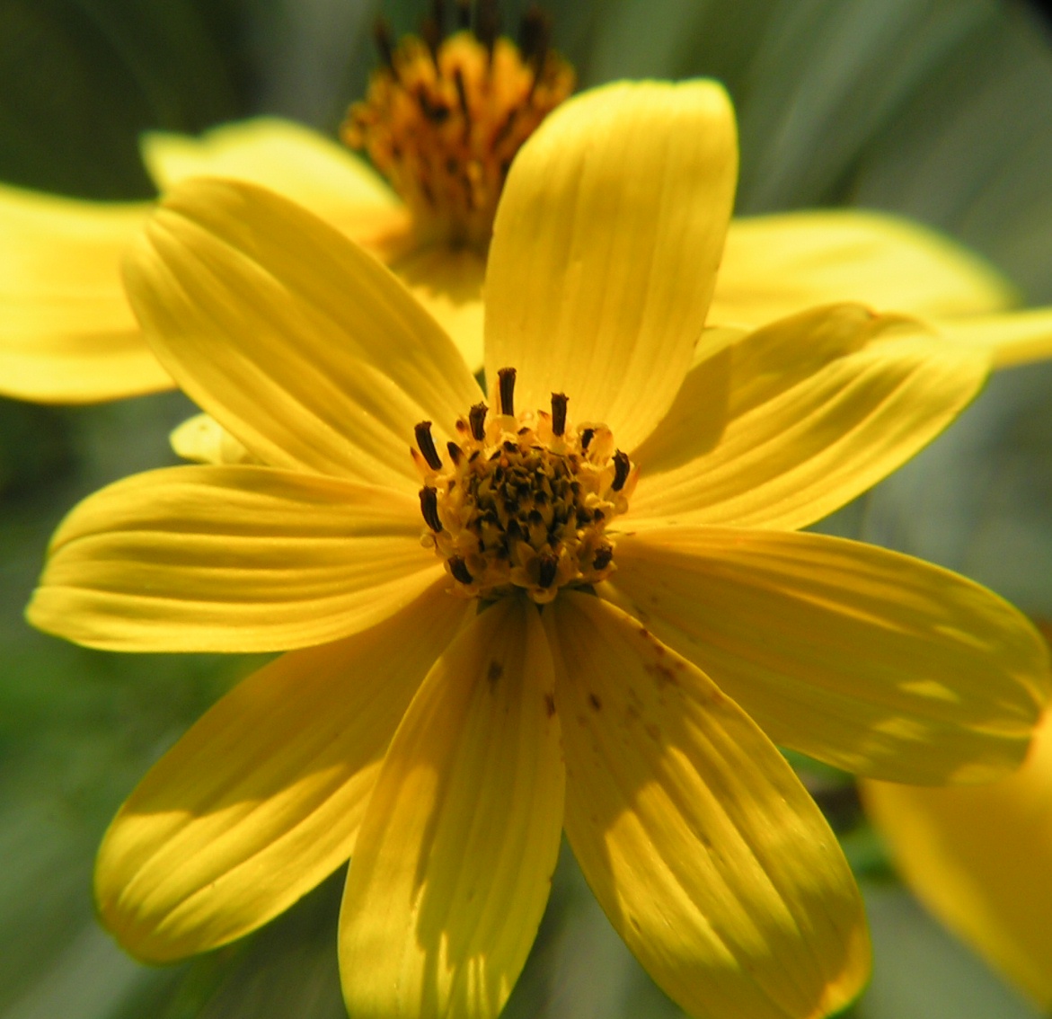 a beautiful yellow flower with a very thin stipple