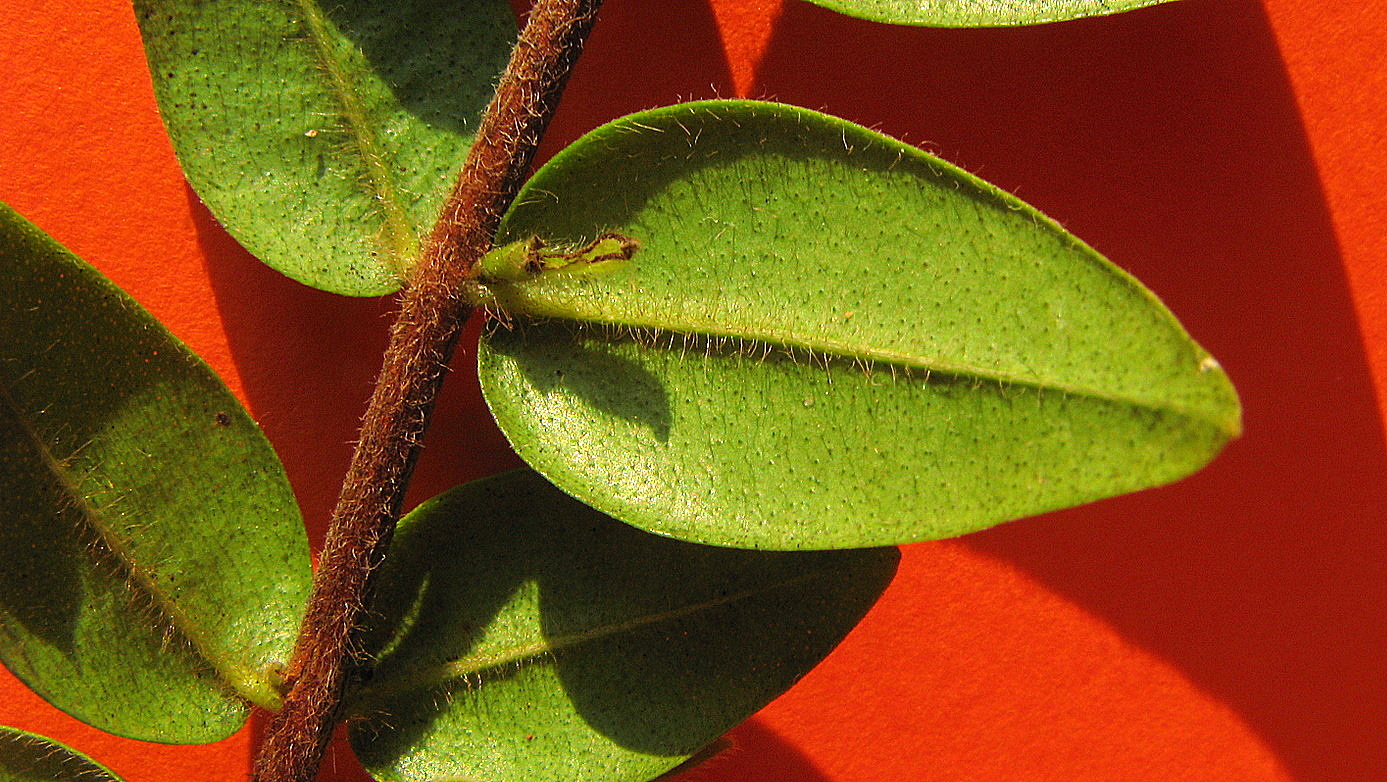 a nch with drops and thin stems on an orange background
