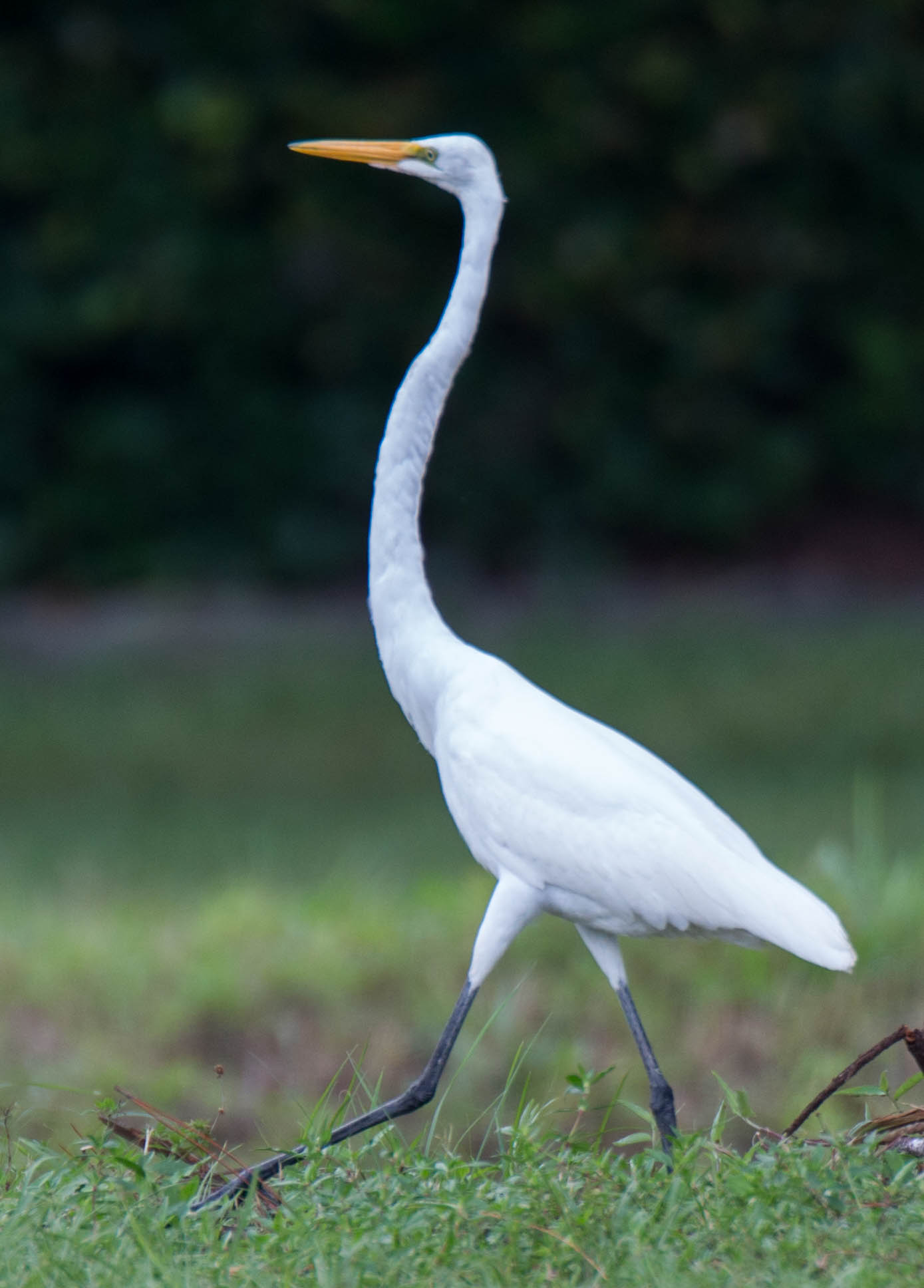 the long legged bird has a very long neck