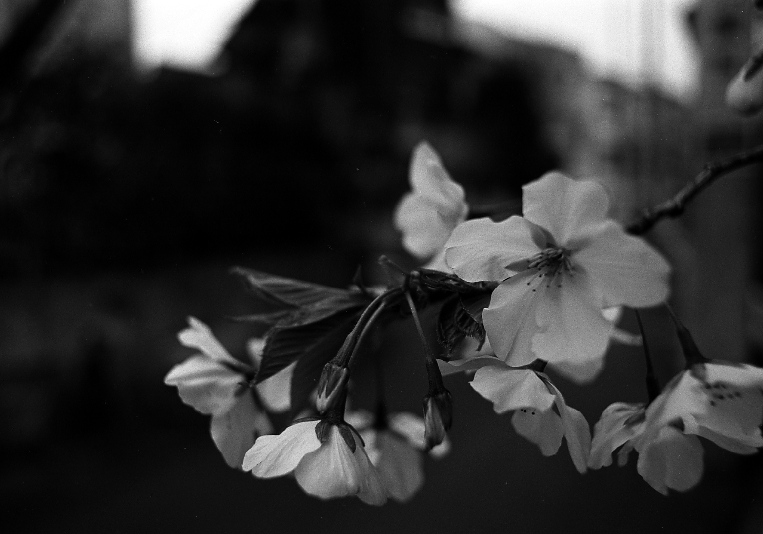 black and white pograph of blooming cherry blossoms