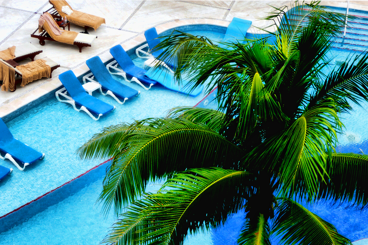 a palm tree sitting next to the side of a swimming pool