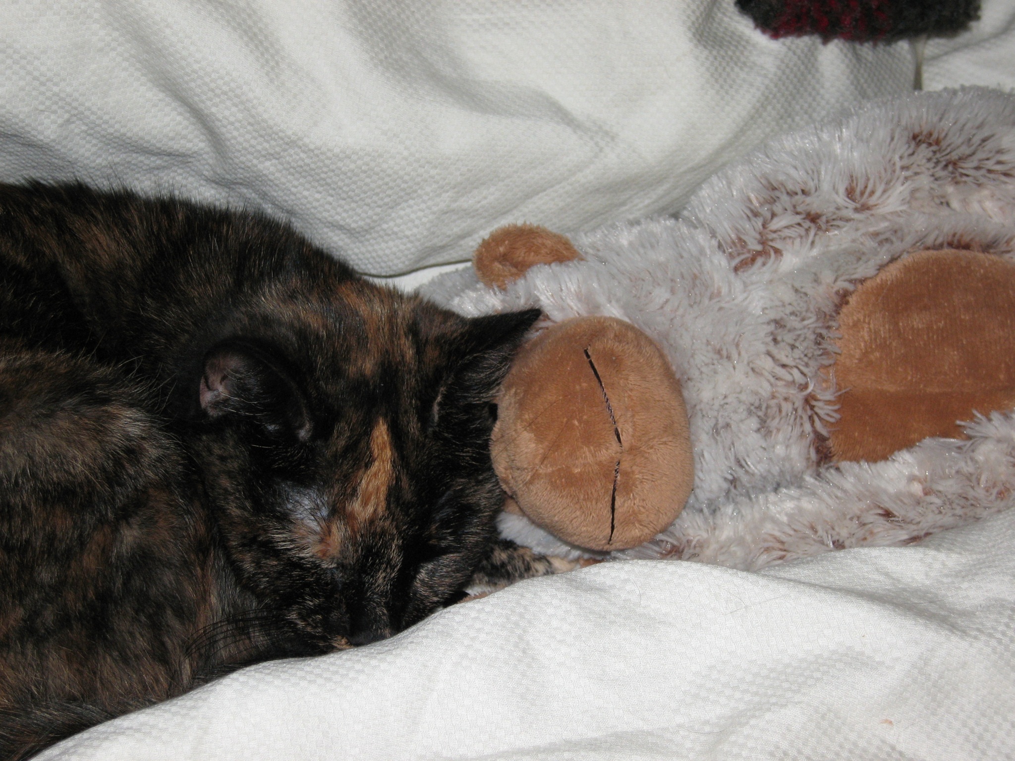 the cat is asleep on top of a stuffed animal