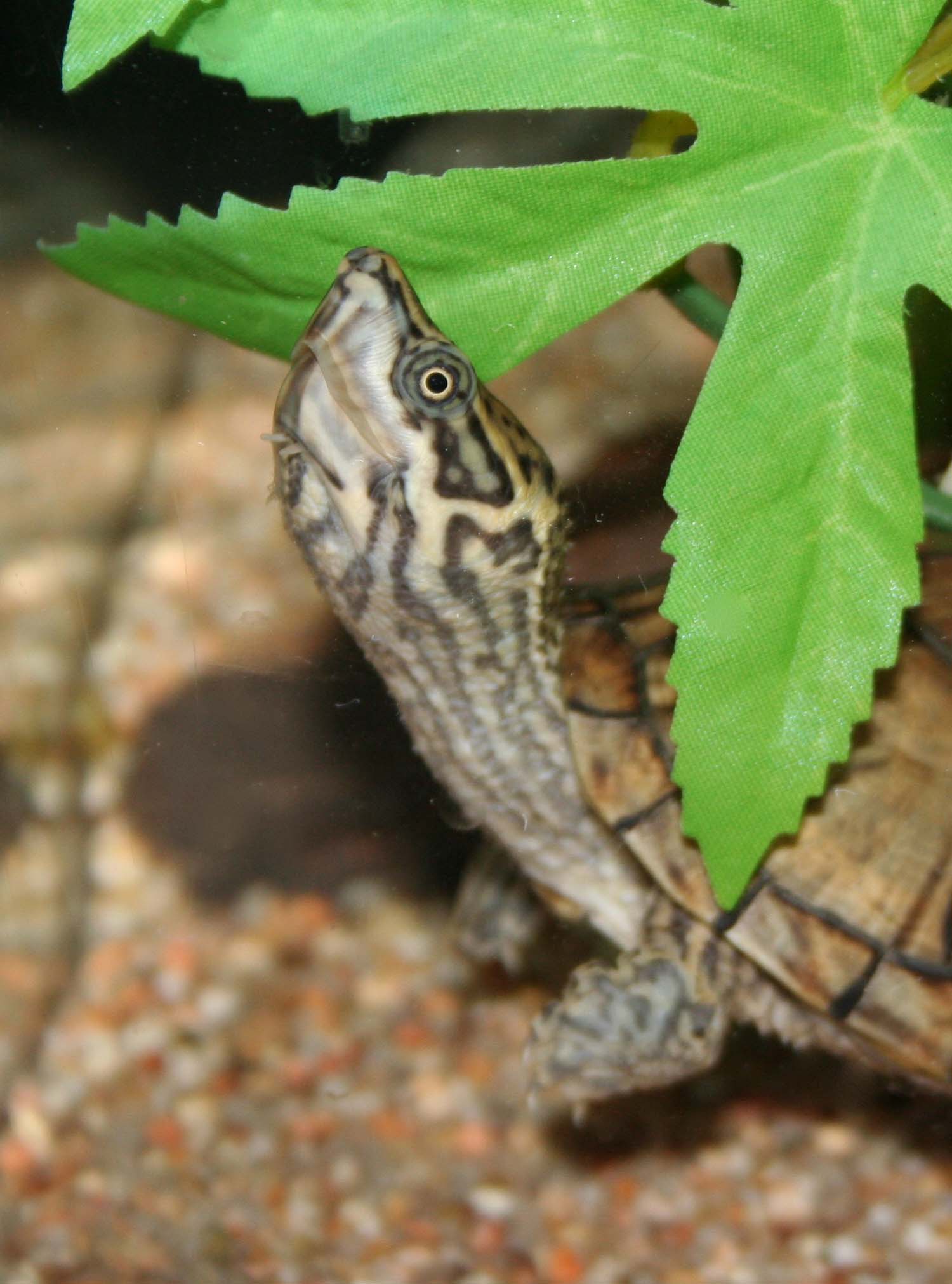 a small turtle is hiding in between a green leaf