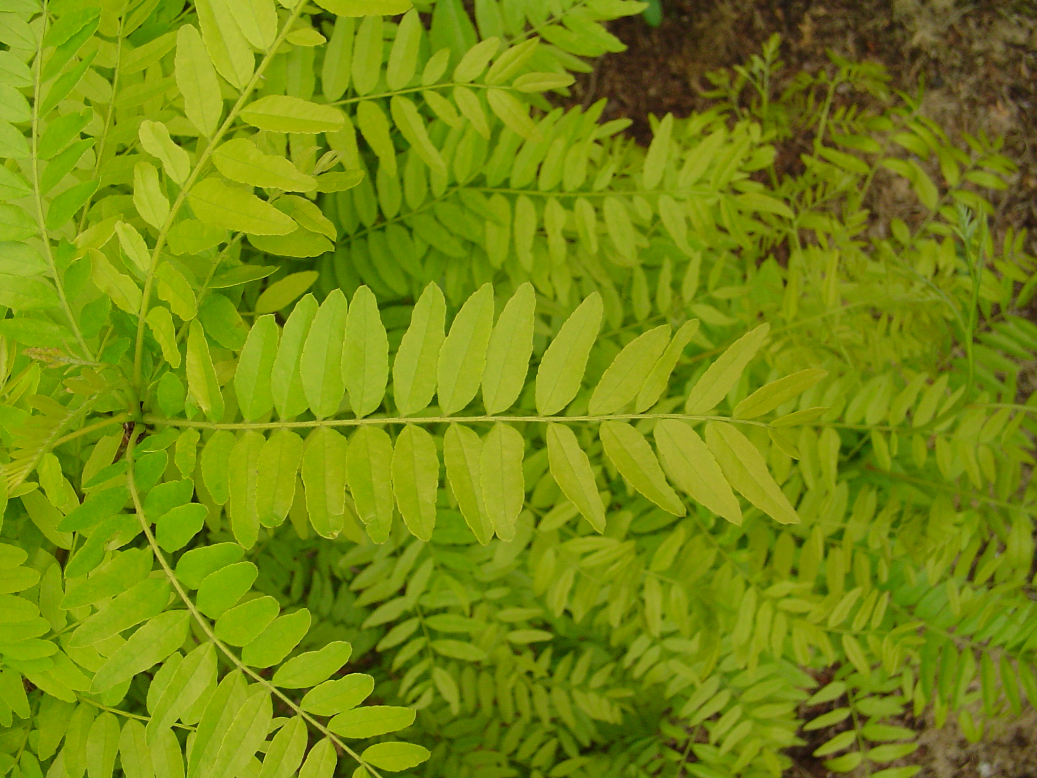 the large green leaves are spread across the scene