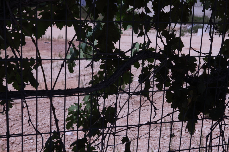 a gate covered in vines near a dirt ground