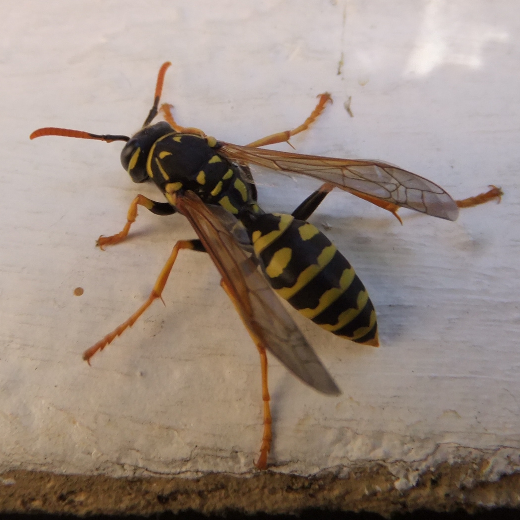 a yellow and black bee on the surface