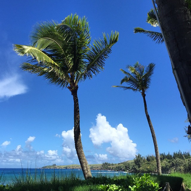 a tropical setting with palm trees and a body of water