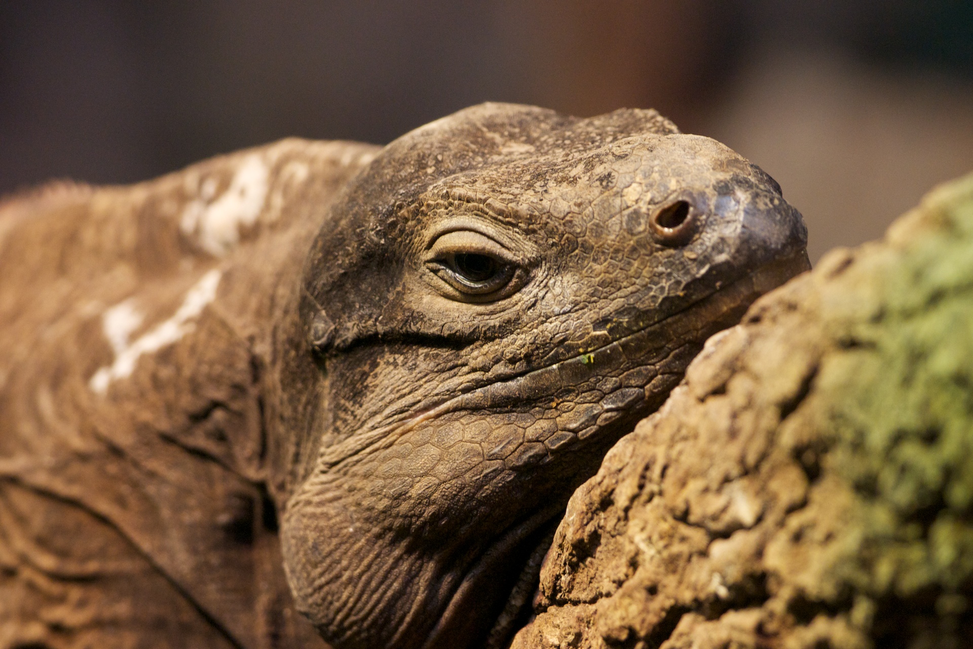 a close - up view of an elephant's face looking to the side