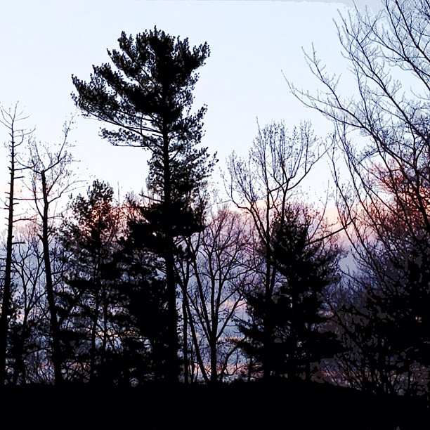 trees and bushes in the foreground as the sun sets