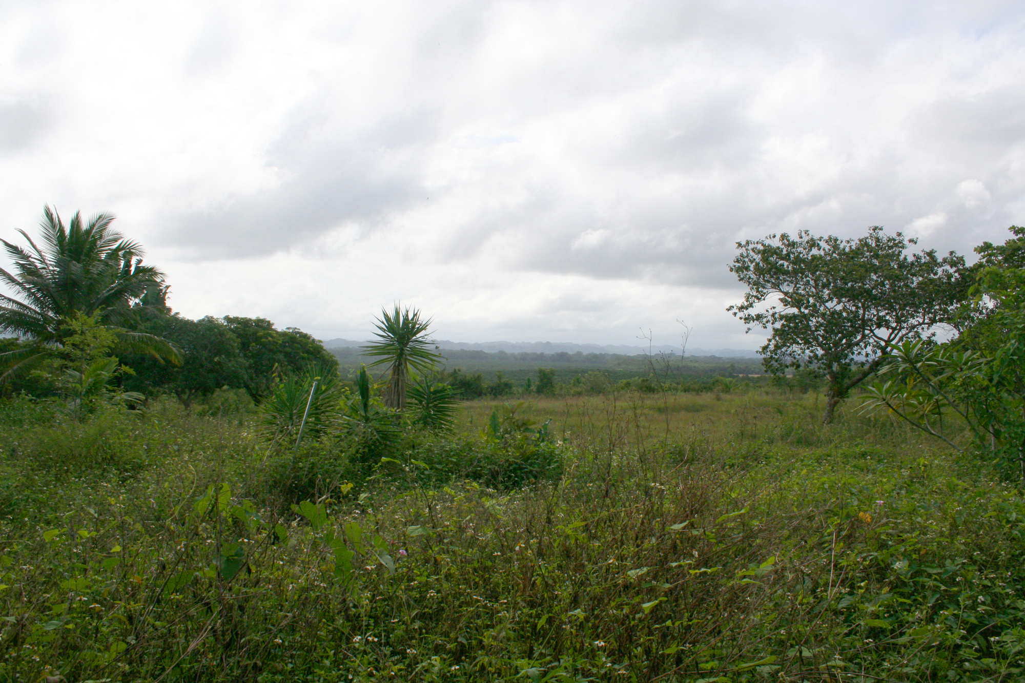 lush vegetation with trees in the background under cloudy skies
