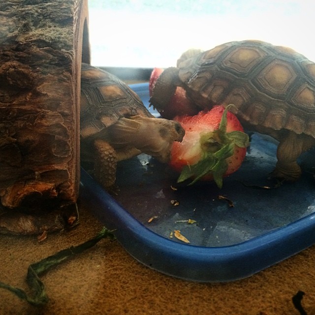 the turtle is eating on the strawberry, with it's head under the turtle