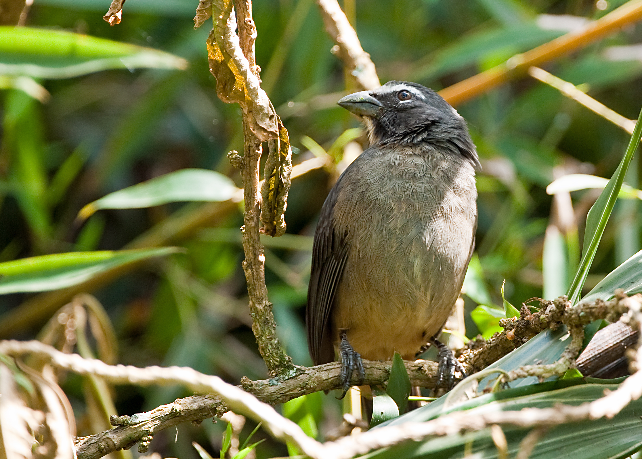 a small bird on a nch outside