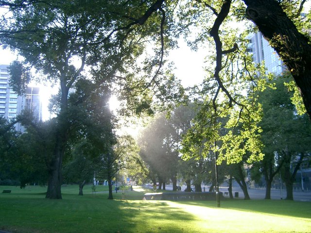 sun coming through the trees in a park