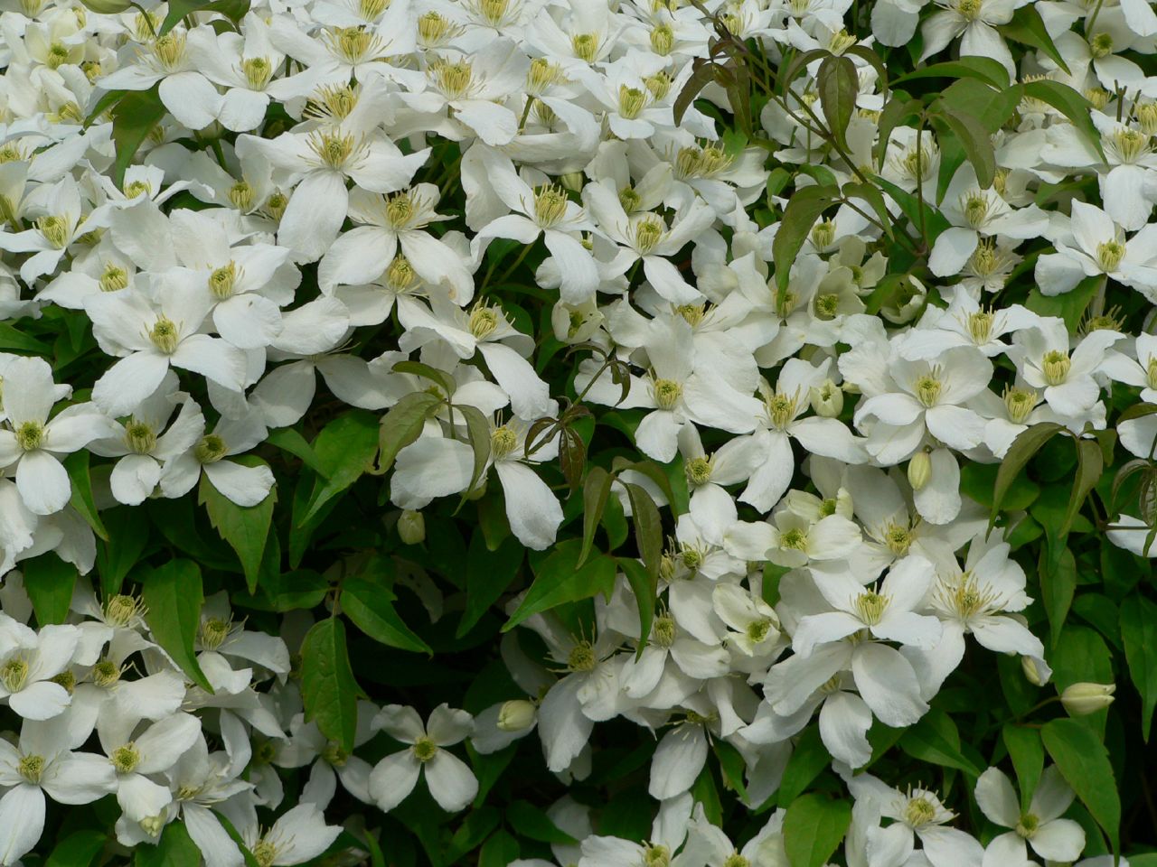 white and green flowering plants with leaves in the middle