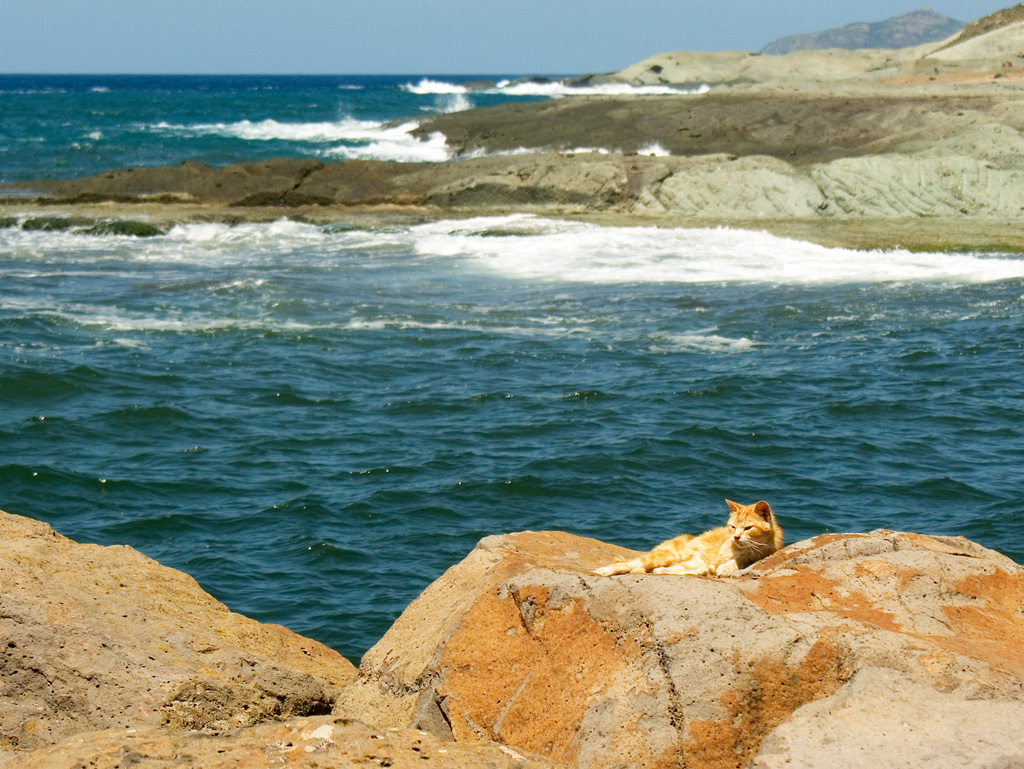 dog relaxing on rocks near the water at the beach