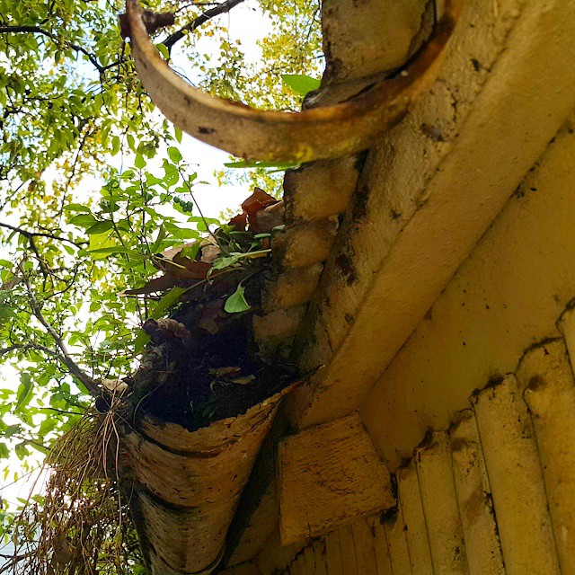 there is a tree growing inside a small hole in the roof of a house