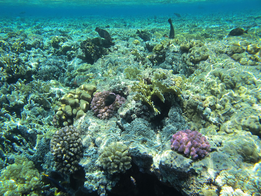 a blue water background with coral and other aquatic life