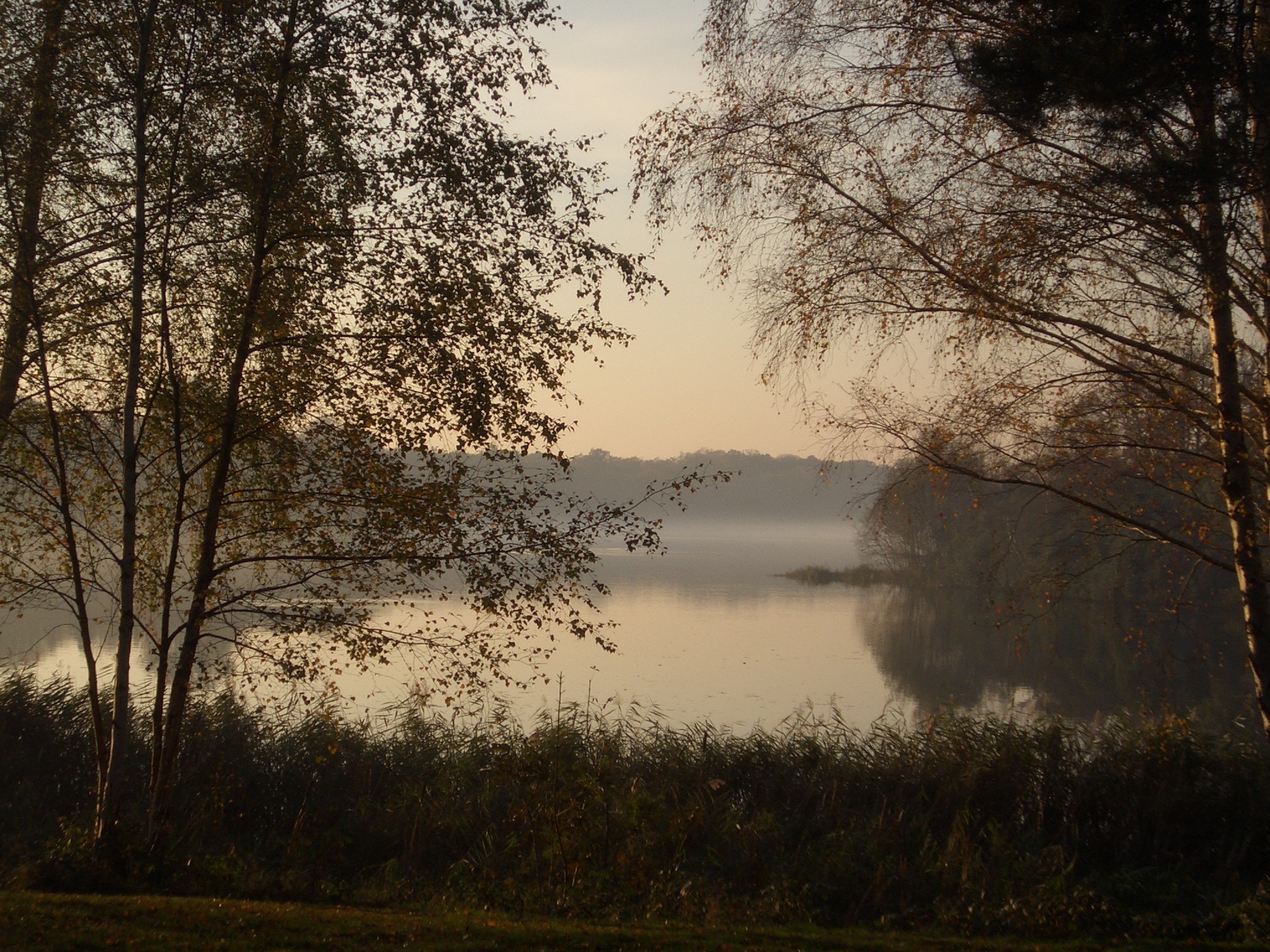 foggy sunset on a misty river from a wooded area