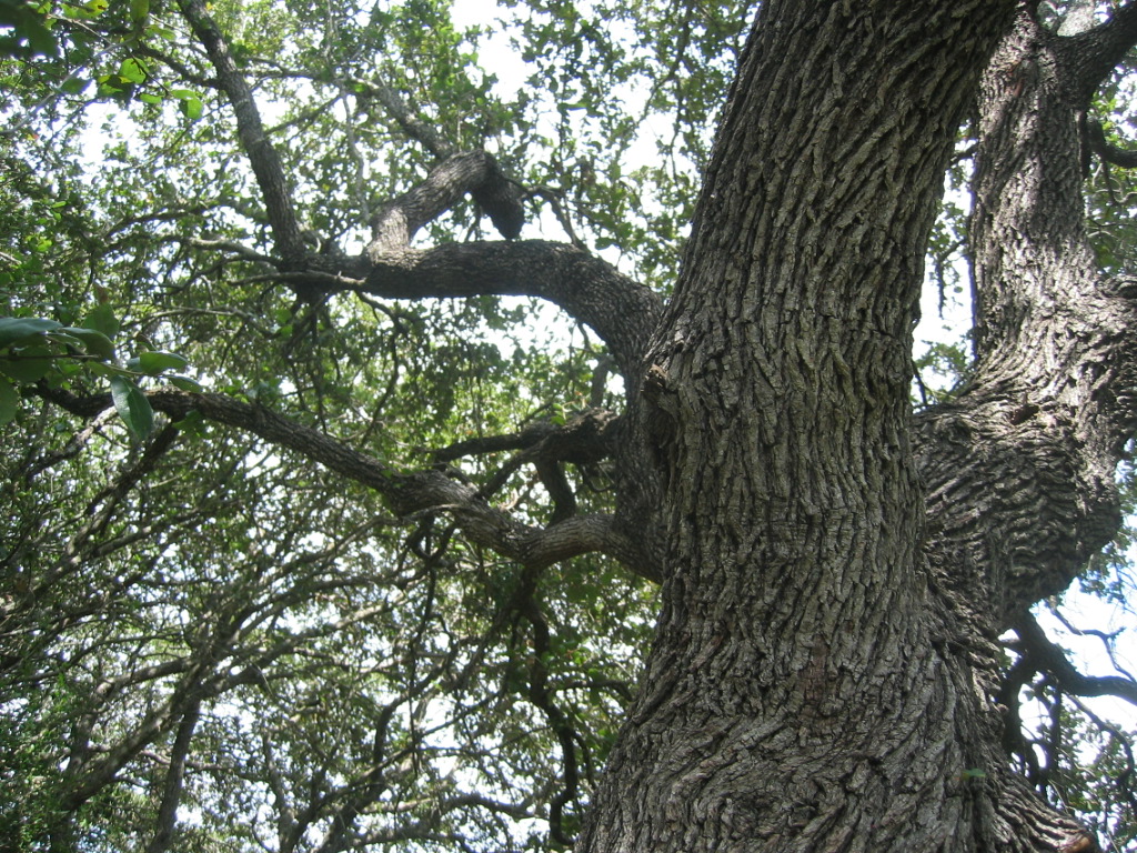 a cat sitting on the nch of a tree