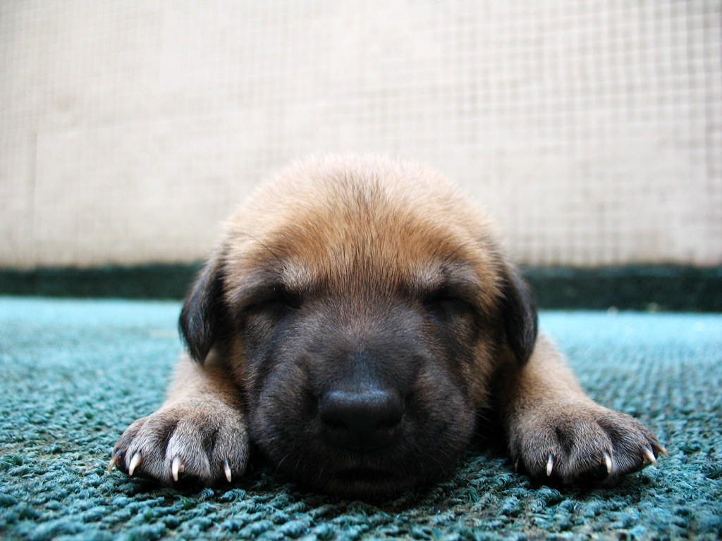 a puppy is laying on the carpet while looking to its left