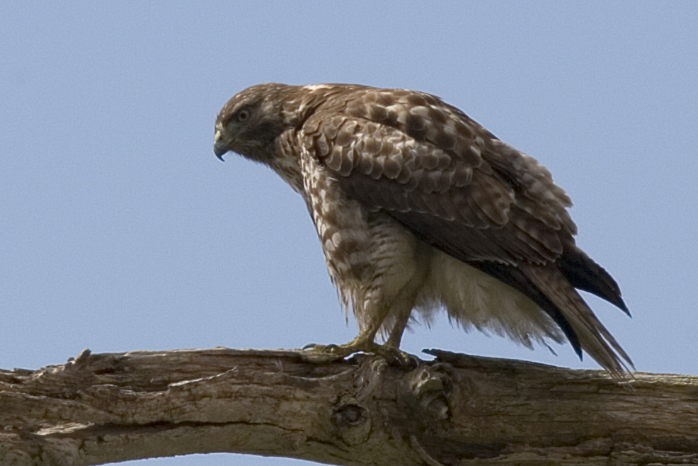 an eagle that is perched on a nch