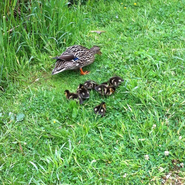 a family of ducks standing on grass near an outlet
