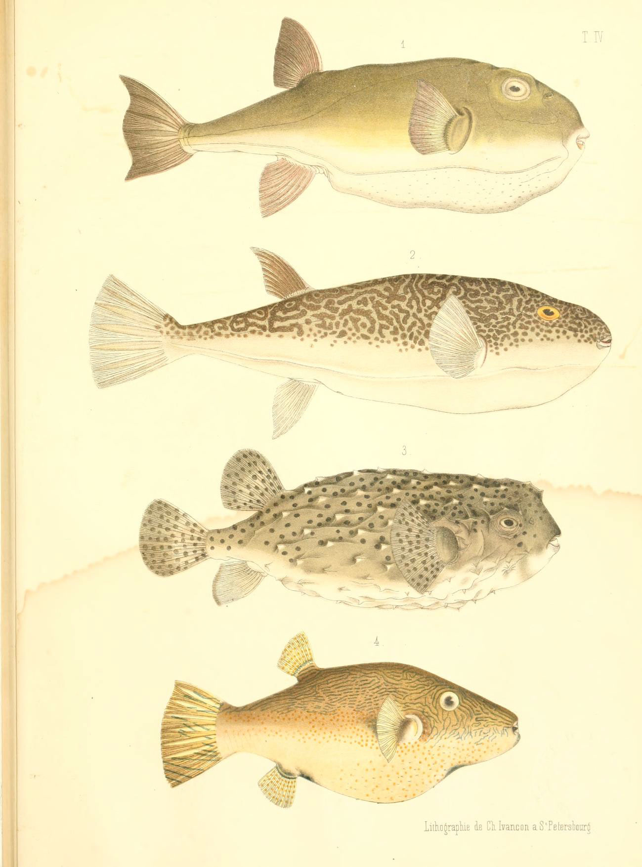 an illustration shows the different types of fish
