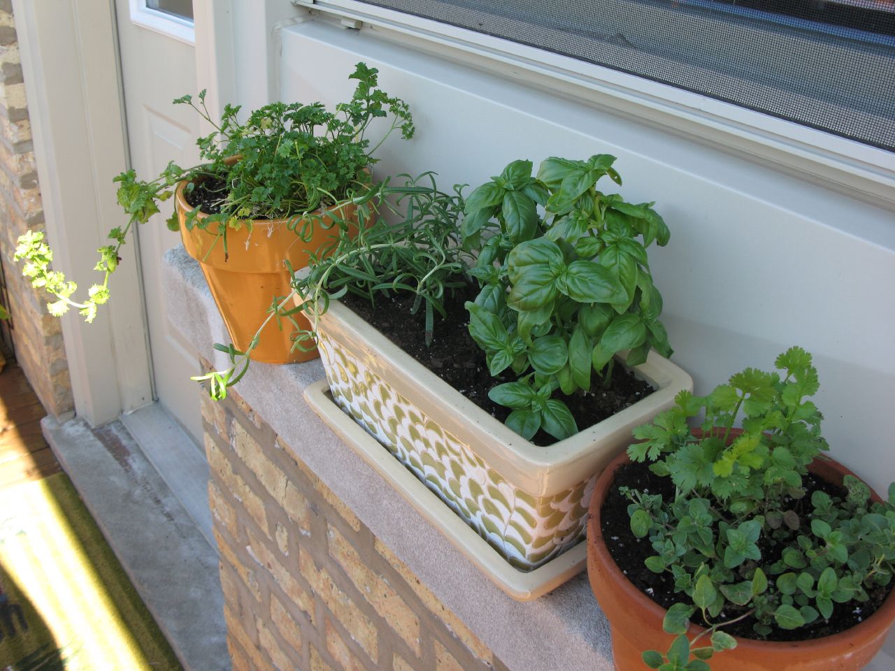 pots of herbs and herbs planted in their own containers