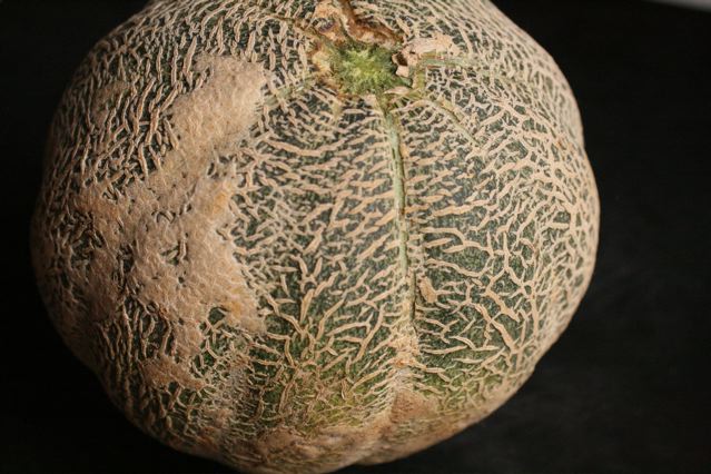 an open cut up melon with the seed still attached