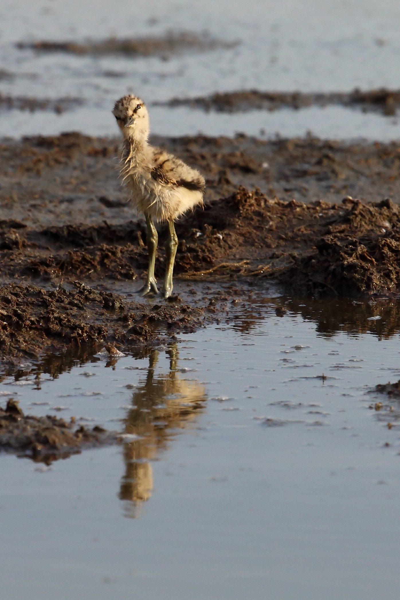 a little bird stands on muddy ground looking for food