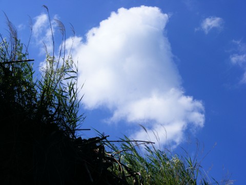 a cloud is in the sky above a green bush