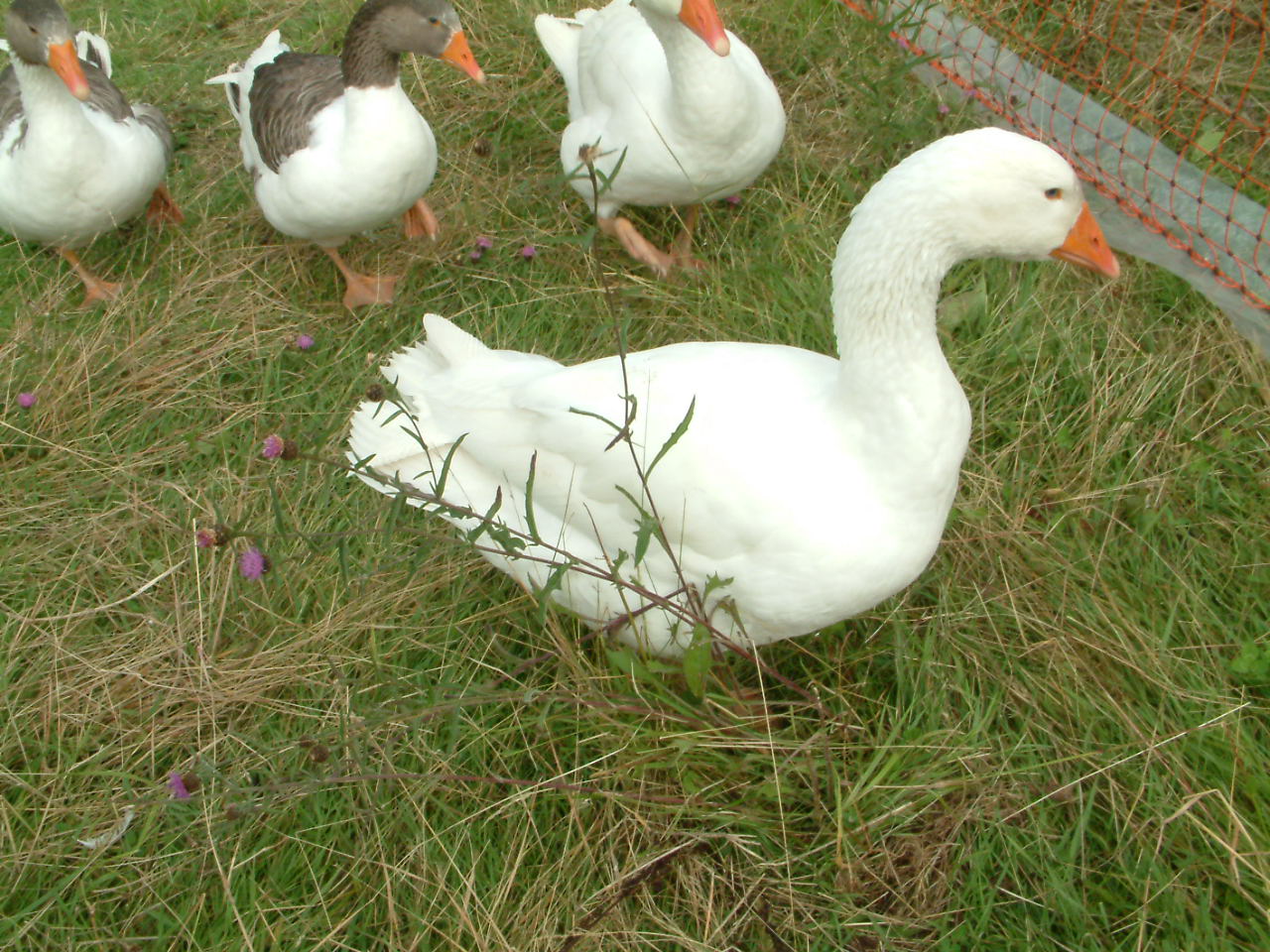 several geese are walking along in the grass