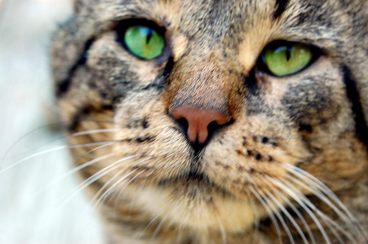 a tabby cat has bright green eyes and is looking intently at the camera