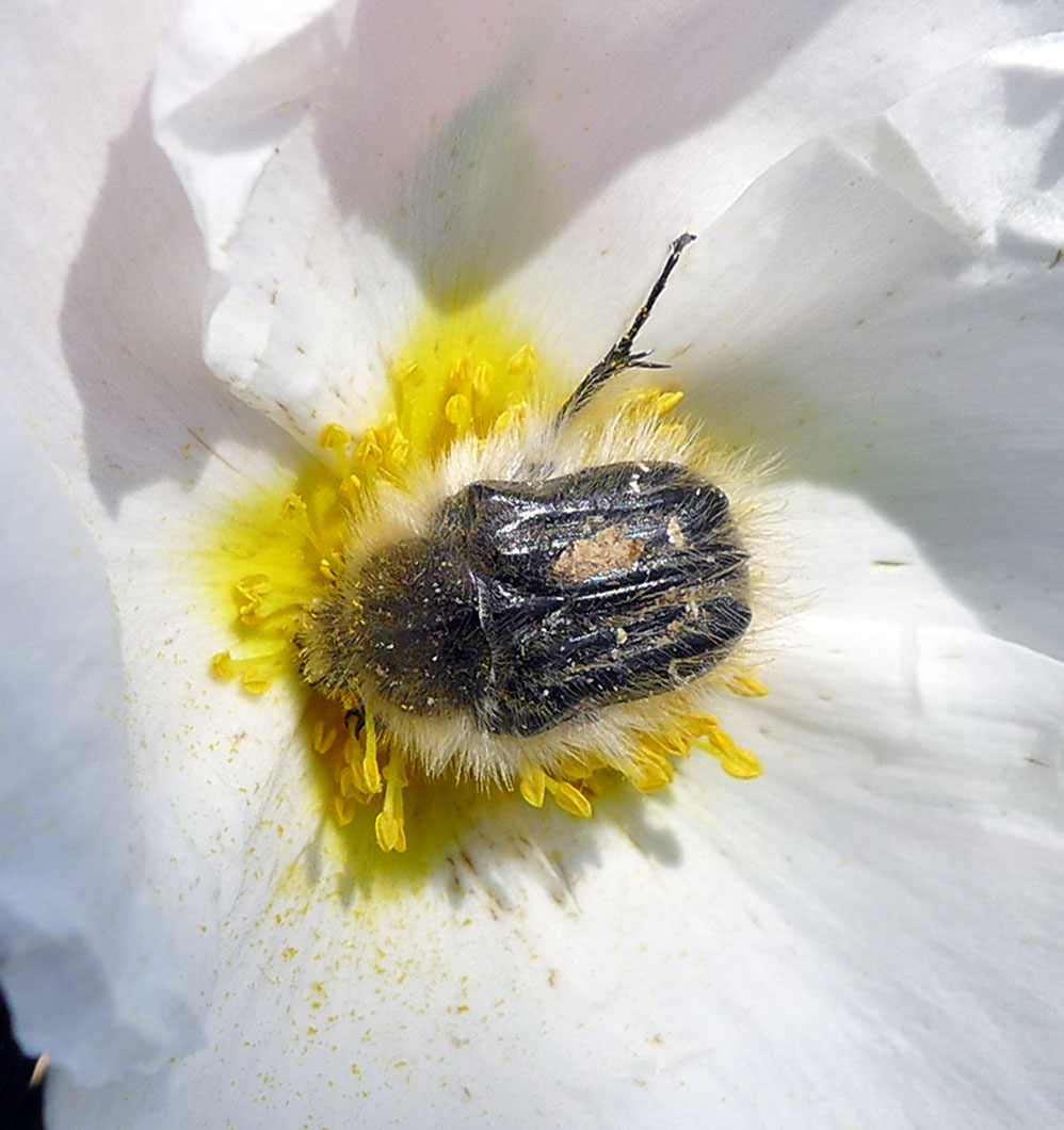 a black insect in a white flower with yellow pollen